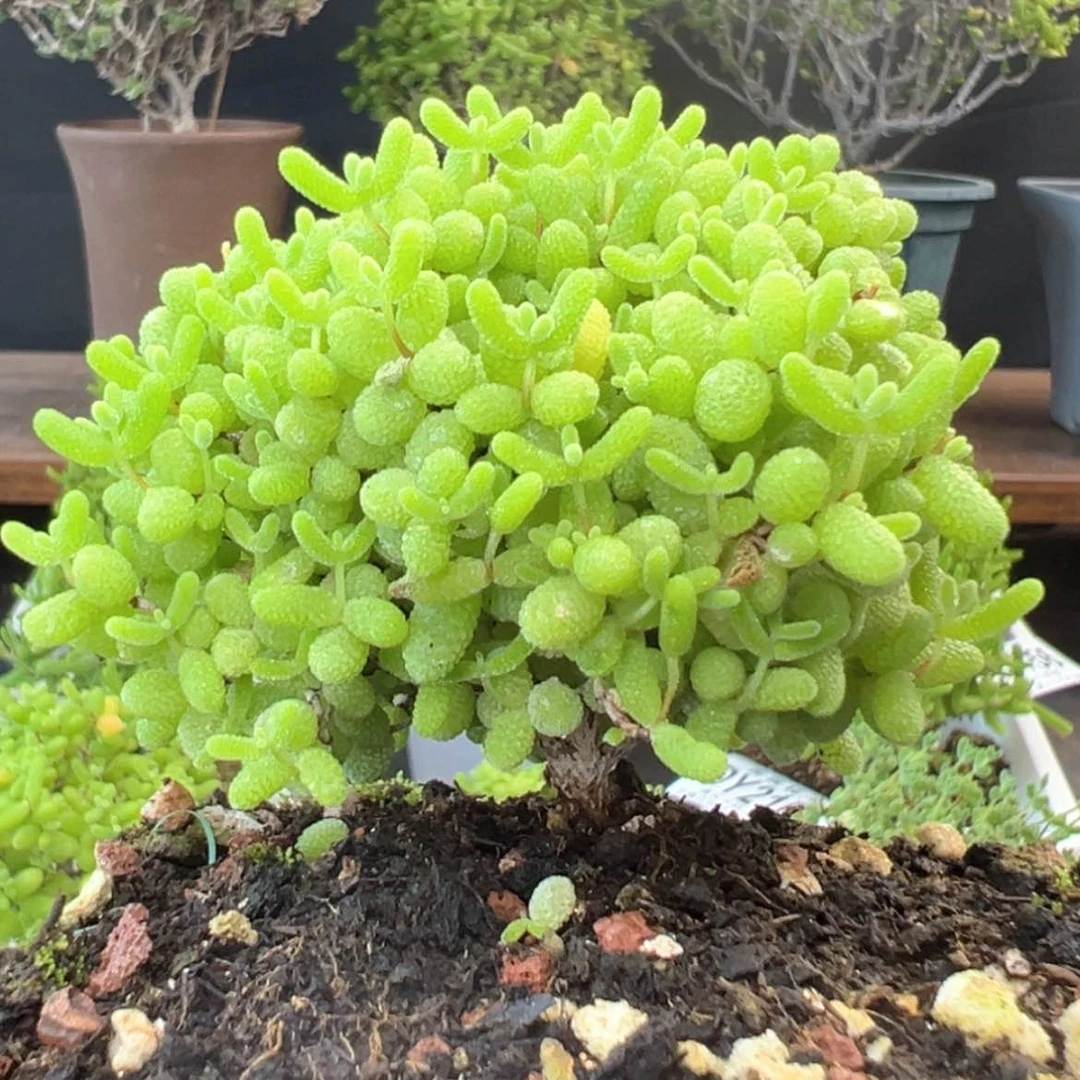【闪购商品】模特dy2169蜜橘糖球冠幅7cm