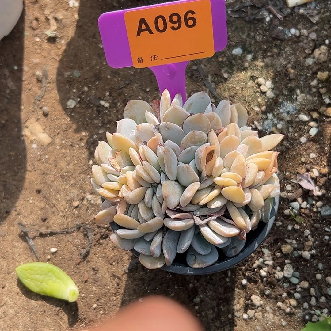 丢***四多肉植物一物一拍