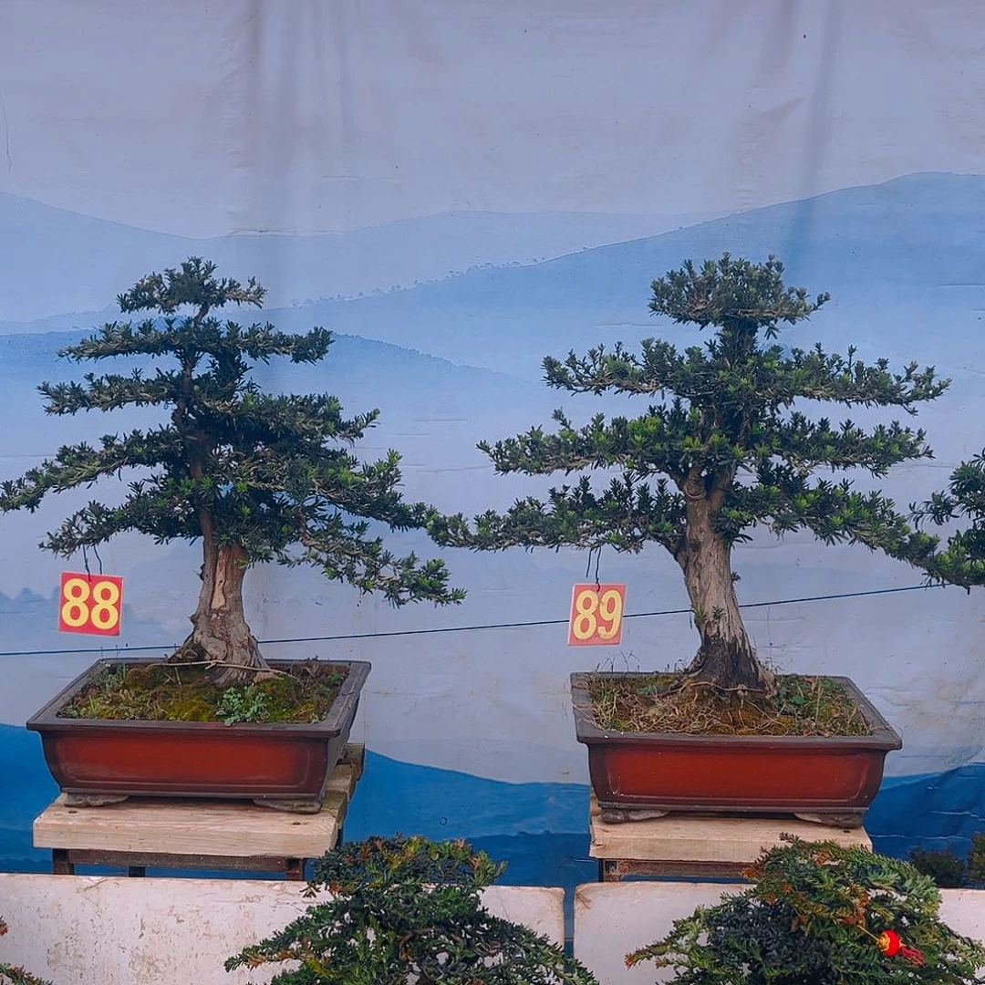 笑***生无花朵老桩老盆罗汉松