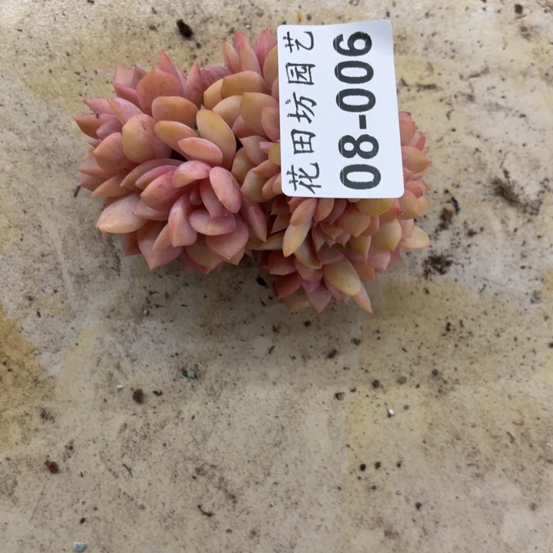 蓝***灵08.006提拉米苏缀化