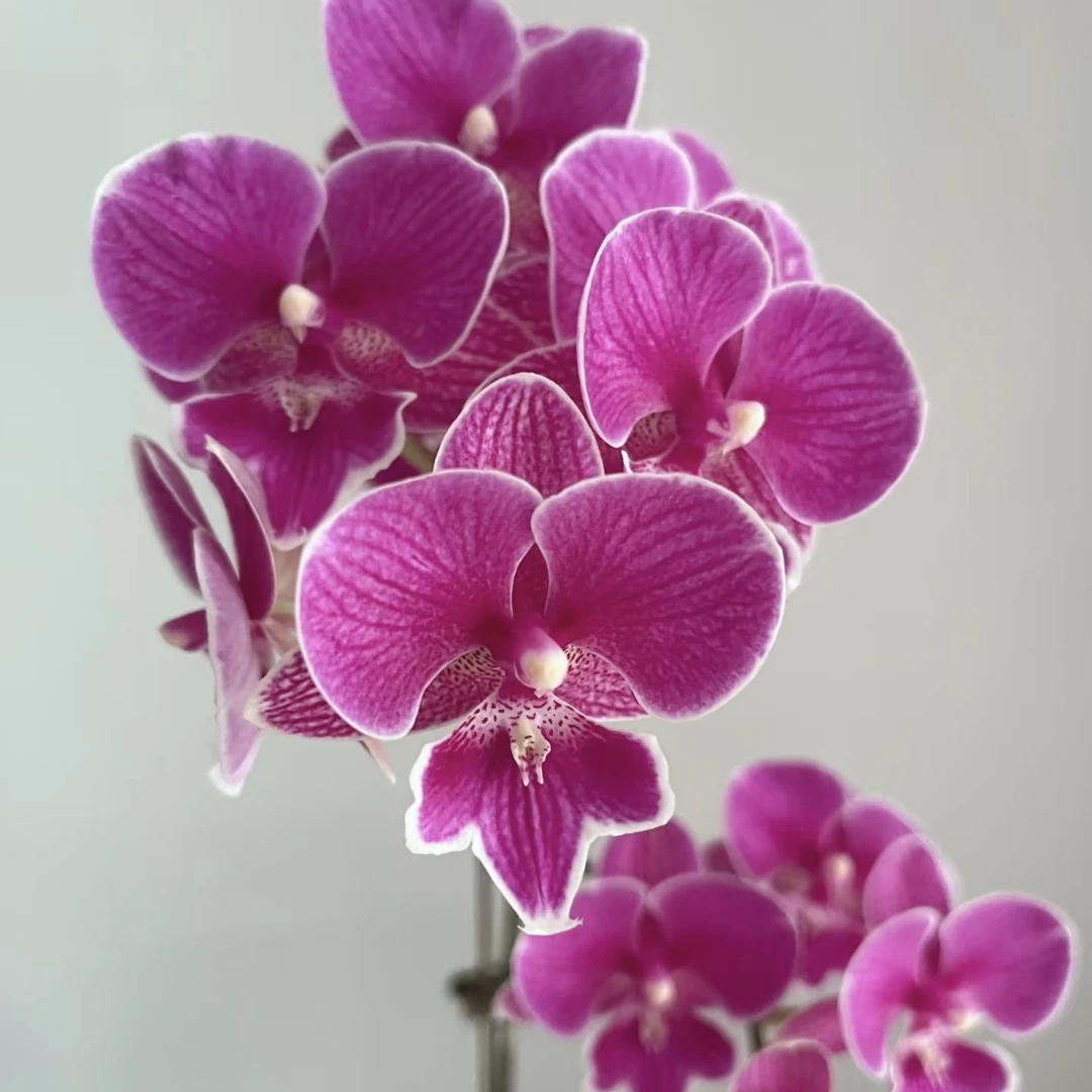 带花剑《红豆2.8杯》（未开花）净化空气。