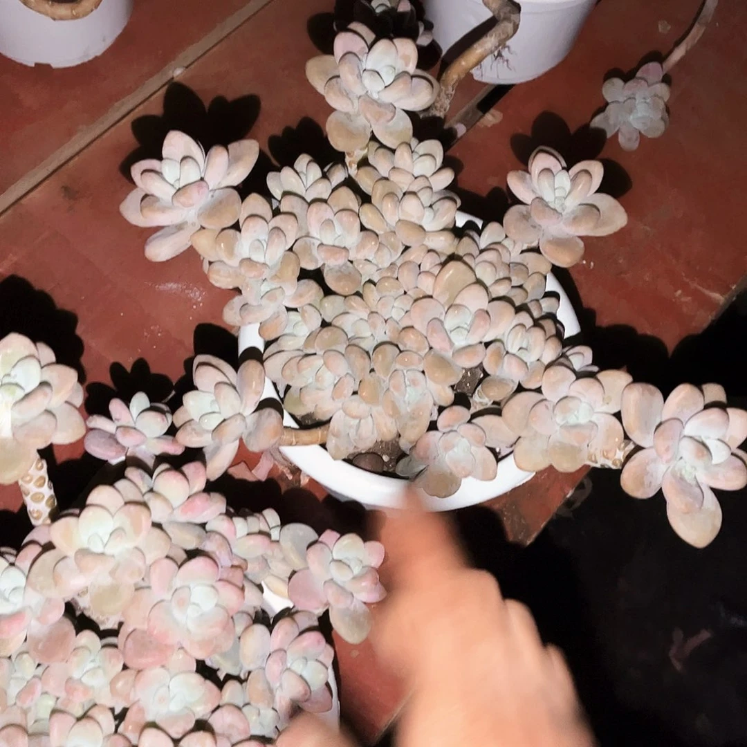 泡泡糖洛神14.99多肉植物