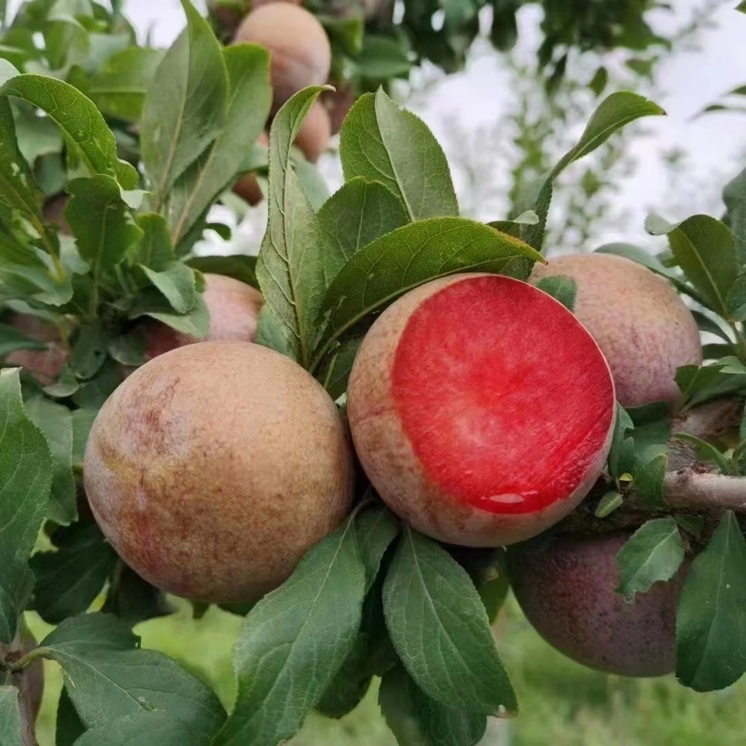 【顺丰空运】正宗新疆味帝恐龙蛋当季现摘新鲜水果红肉李子产地直发