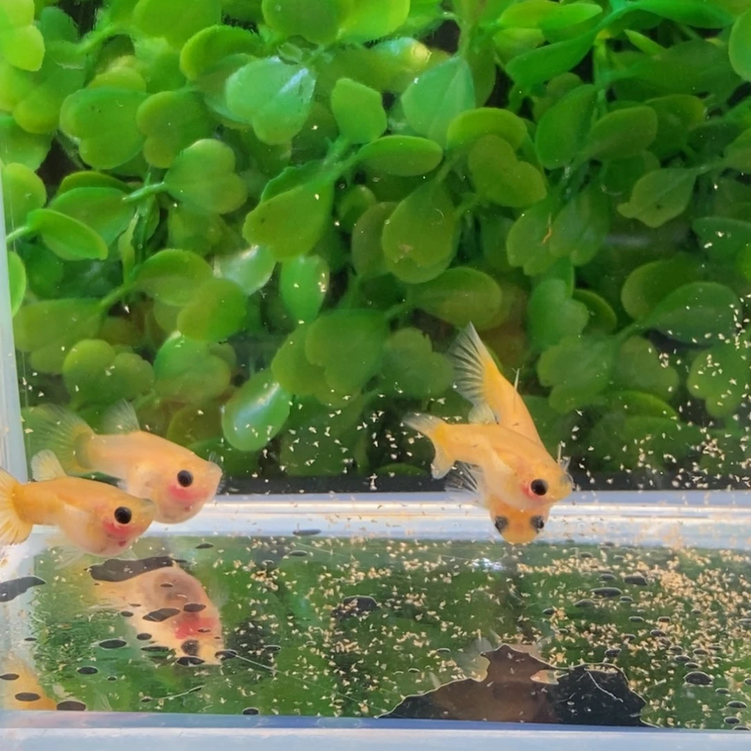 孔雀鱼黄金玻璃猫两对