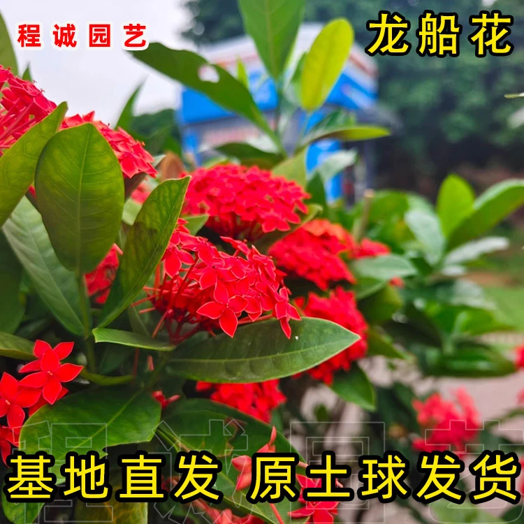 龙船花小袋苗仙丹花水绣球花苗阳台庭院植物耐寒耐热室内观赏花卉