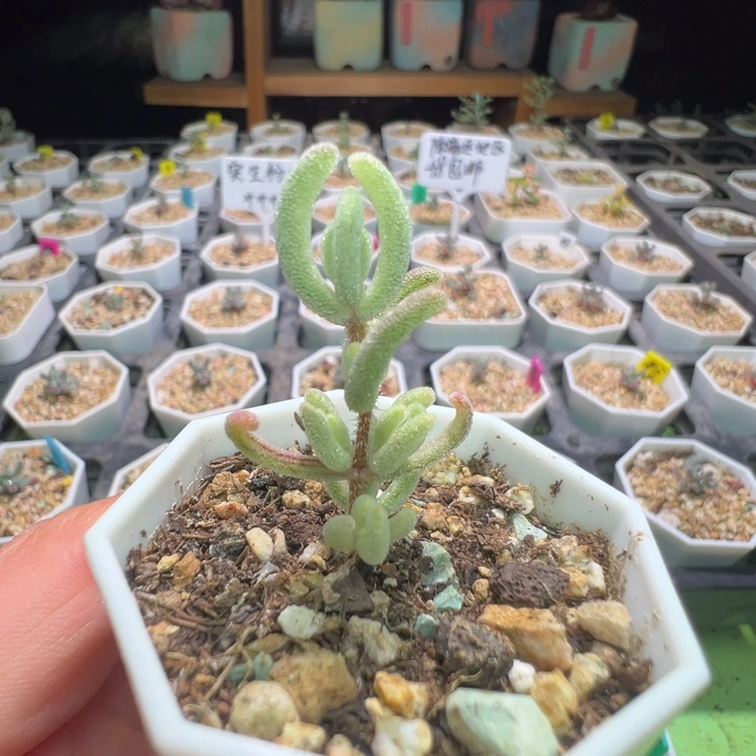 435橙叶锦，拍下不退不换