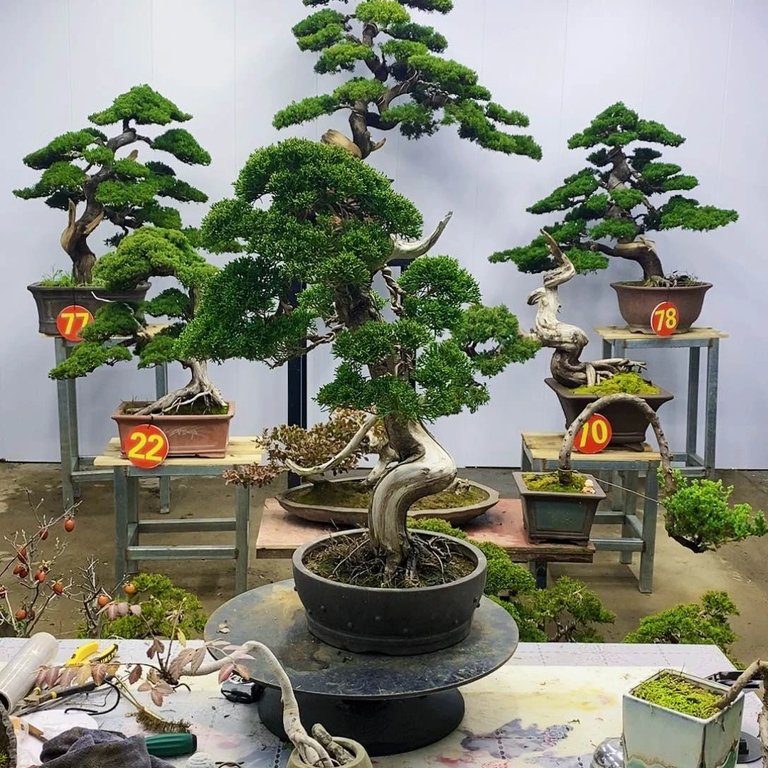 【闪购商品】无花朵童****）