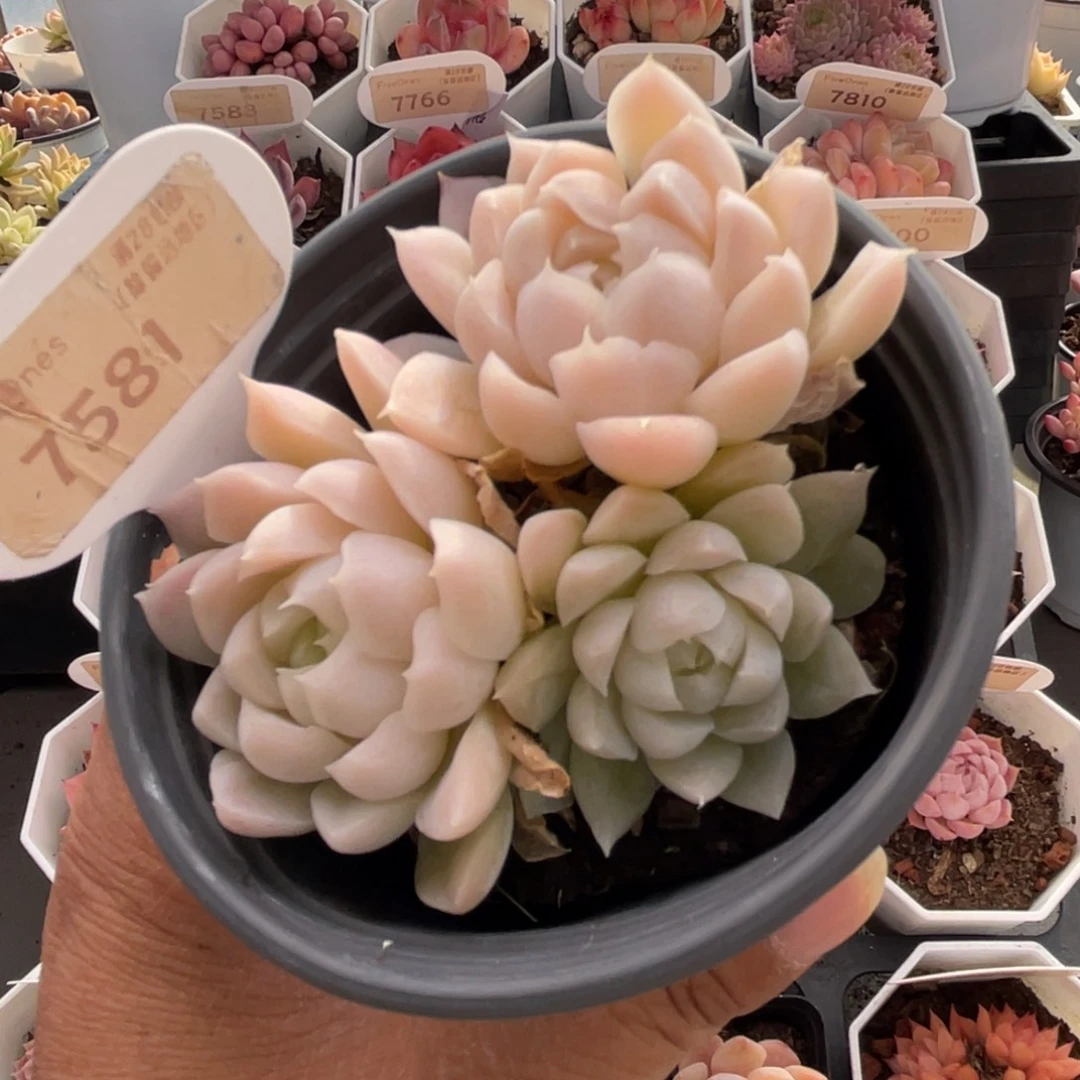 白月影7581-8.0厘米