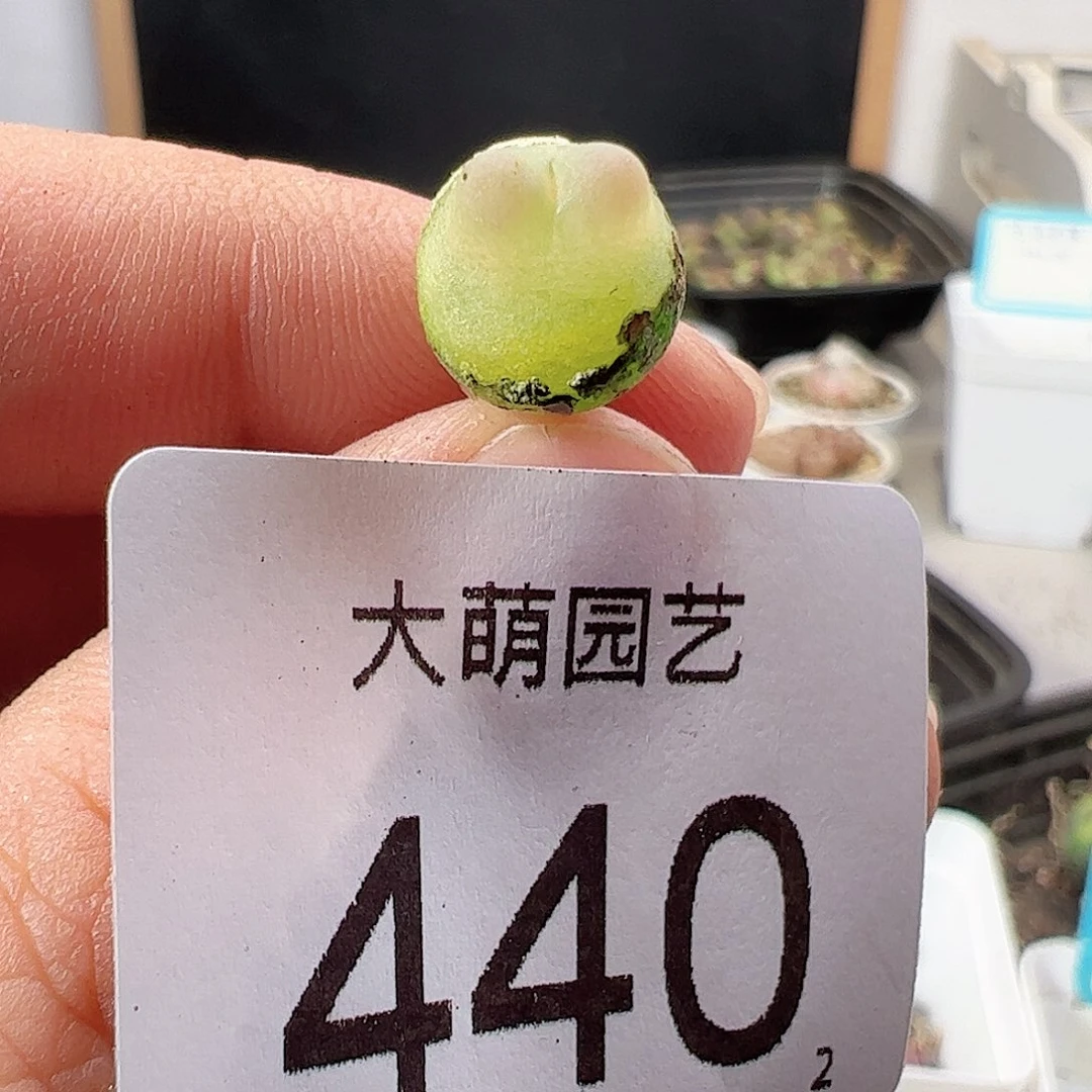 0000440 一物一拍……