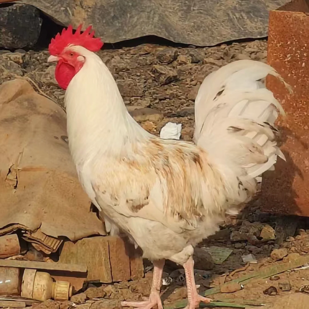 花柴土鸡宠物鸡包邮