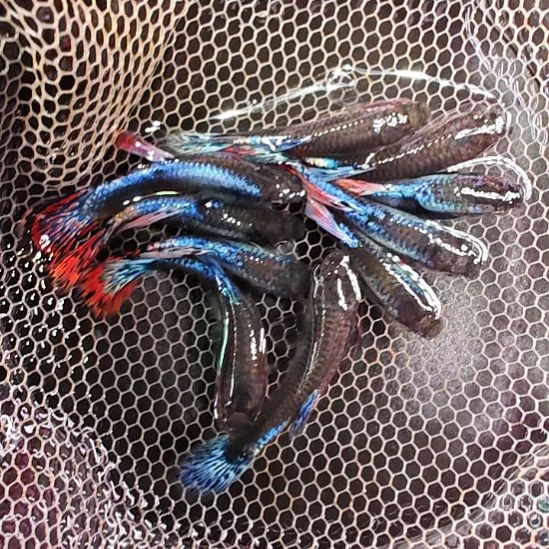 孔雀鱼大耳朵马赛克  3只包邮  尺寸2.5/3