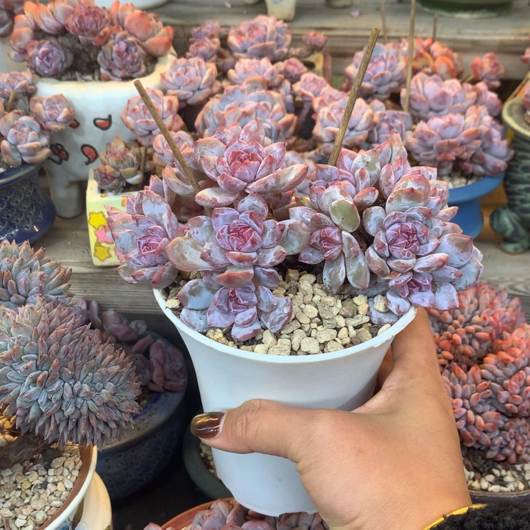 石榴籽小脸花花花