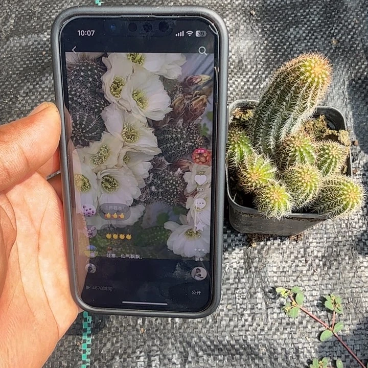 白檀仙人掌385带跟带仔随机