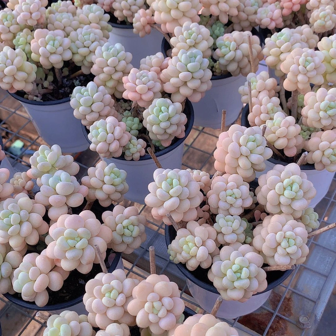 洛可可老庄2345677889999