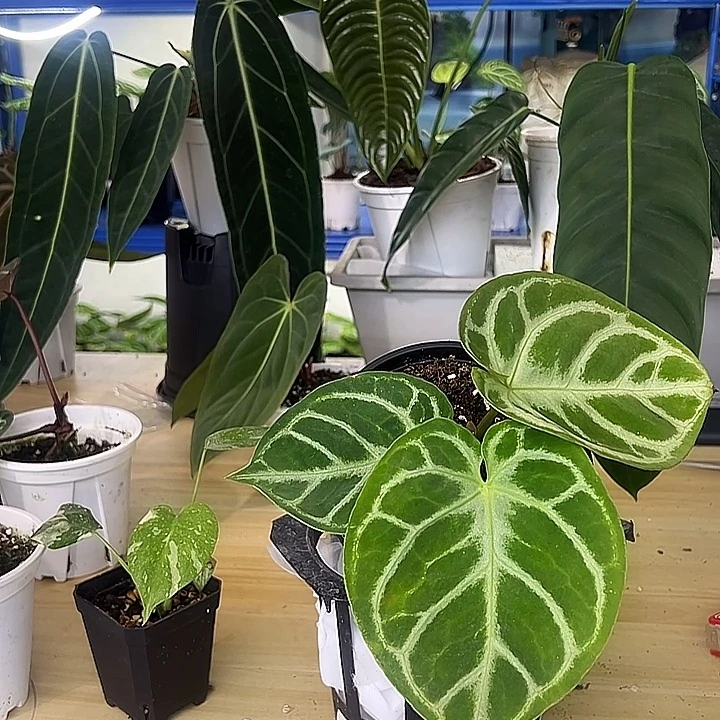 无花朵铜锣烧一物一拍