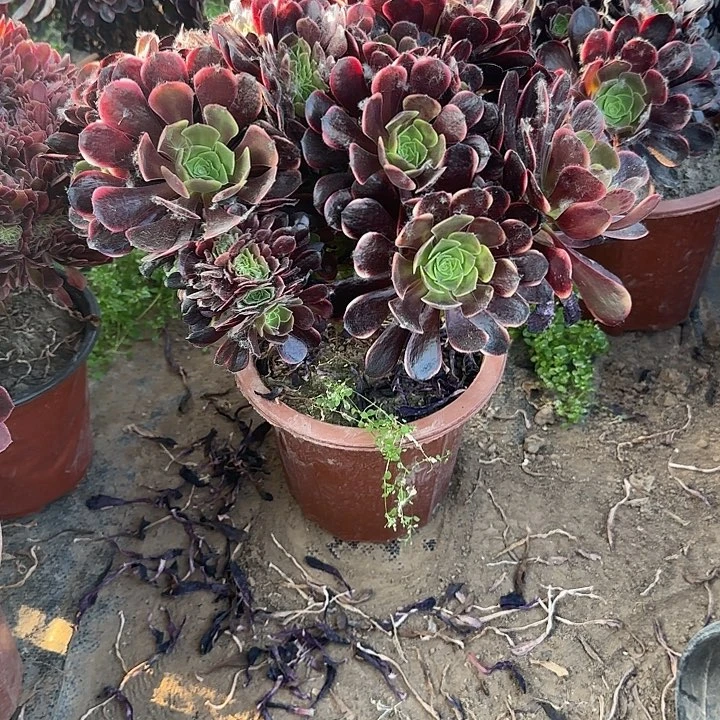 无花朵与****?去我哦哦哦啦啦嗯