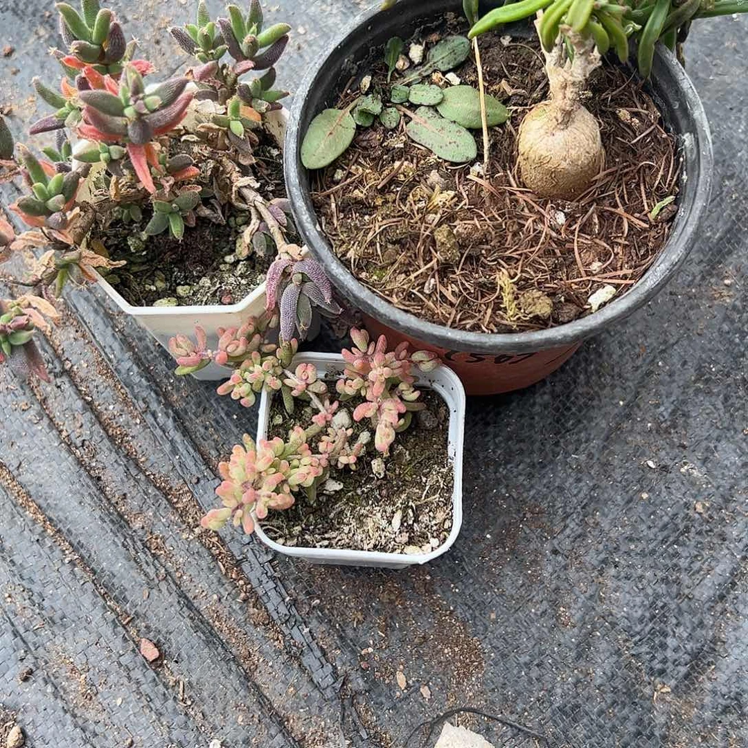 影***·枝干番杏组合一个三棵