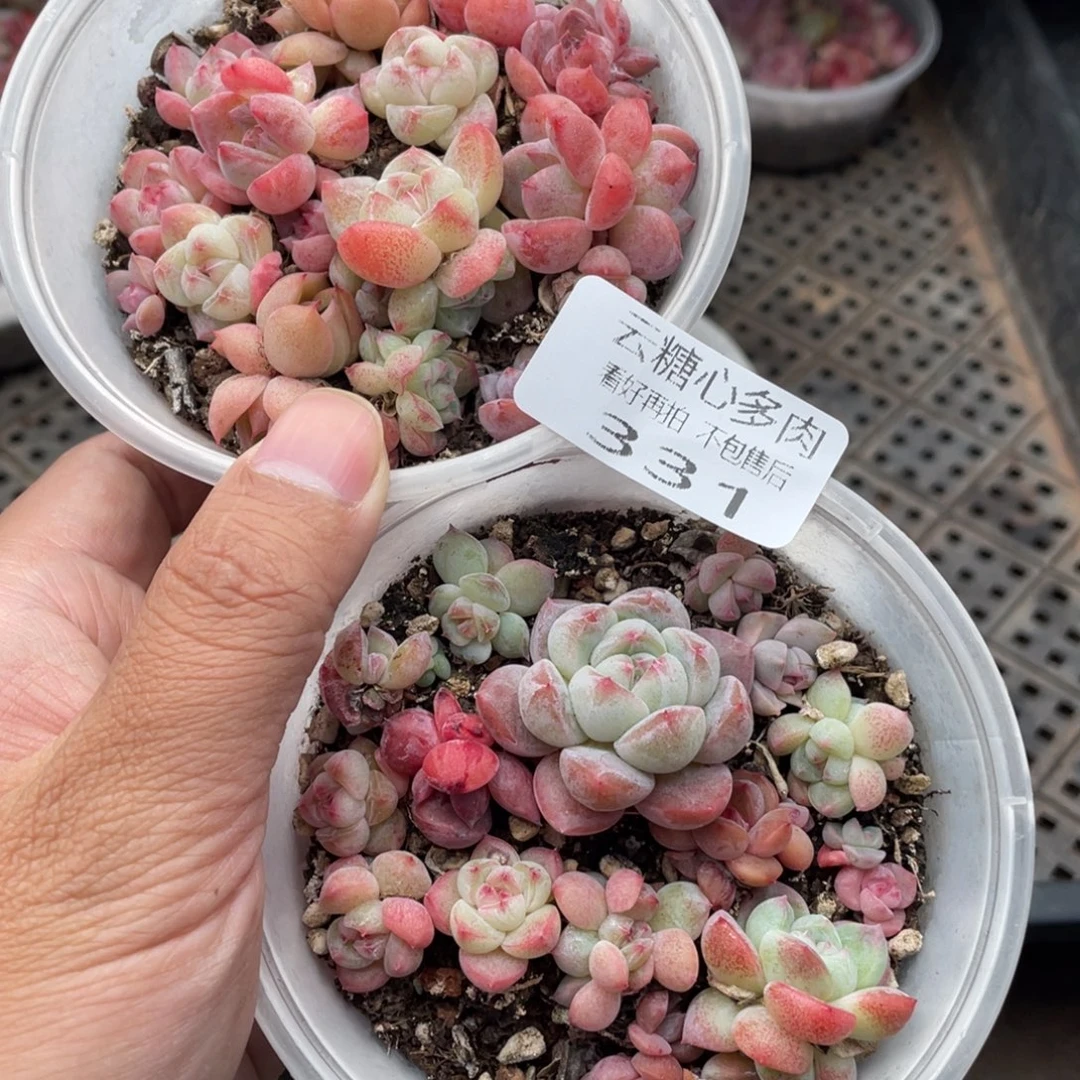 云糖心多肉植物331