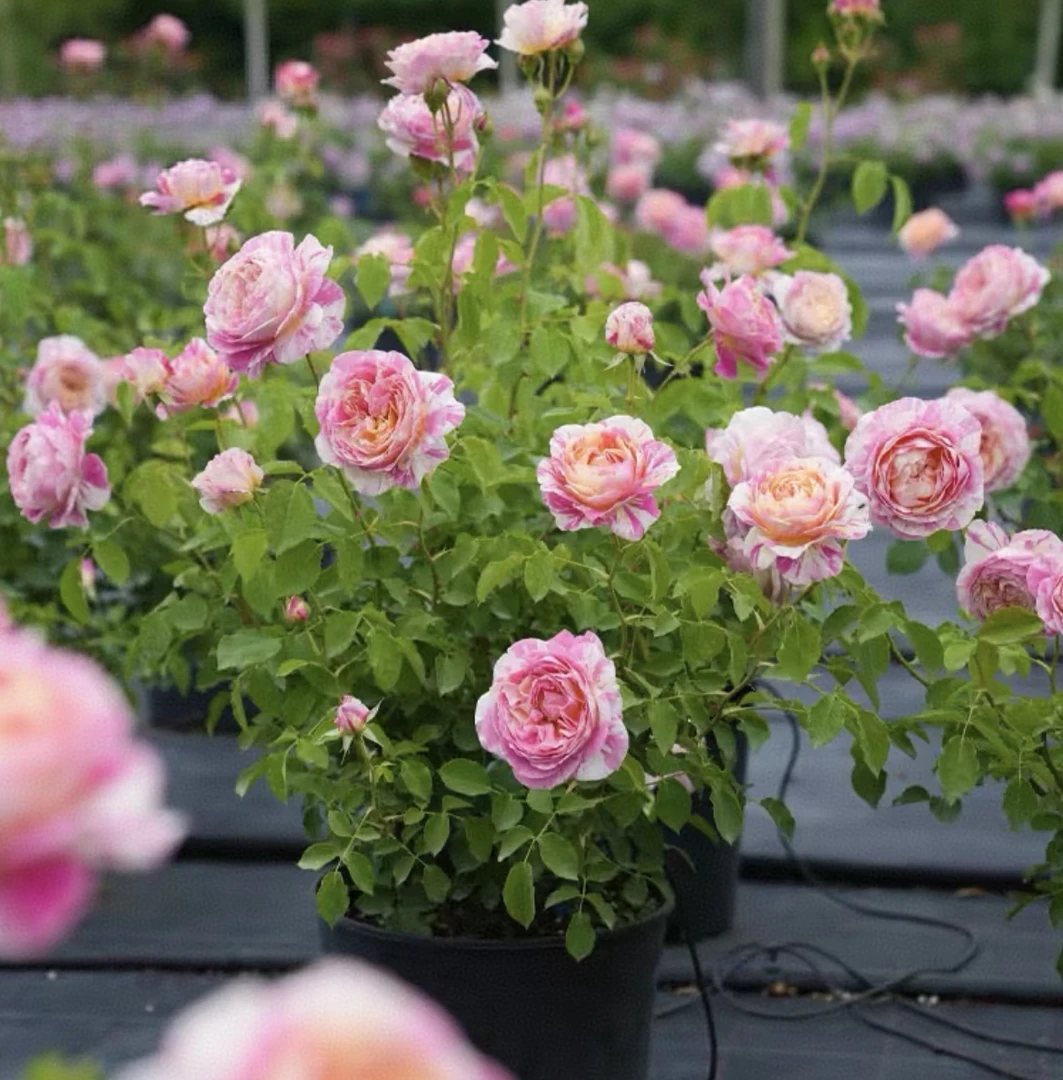 (莫奈)月季花苗多季开花卉带花苞庭院室内盆栽耐热绿植