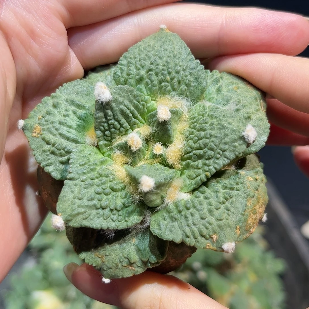 7.5cm自根必拍好好怒涛微损