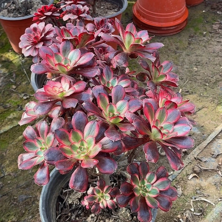 香奈儿一颗拼单福利脱土