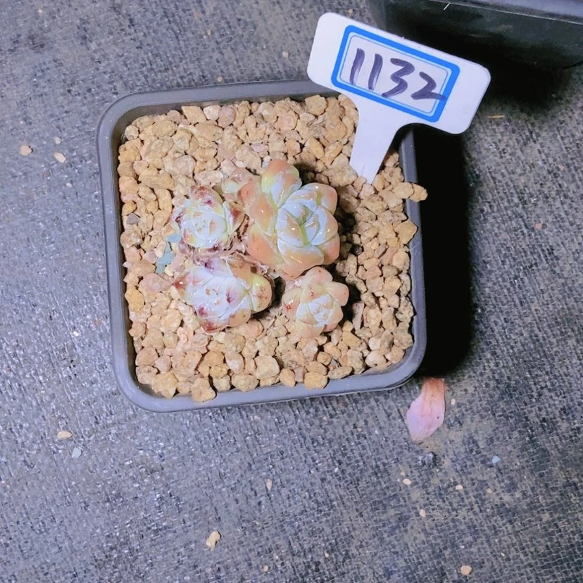 【闪购商品】娇*1132寄养