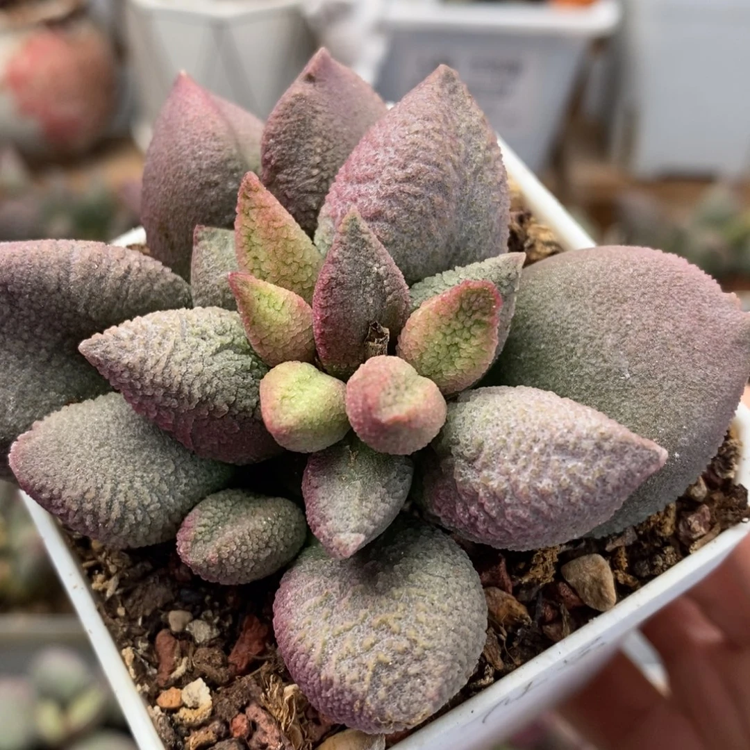 实生新品74号水泡多肉植物