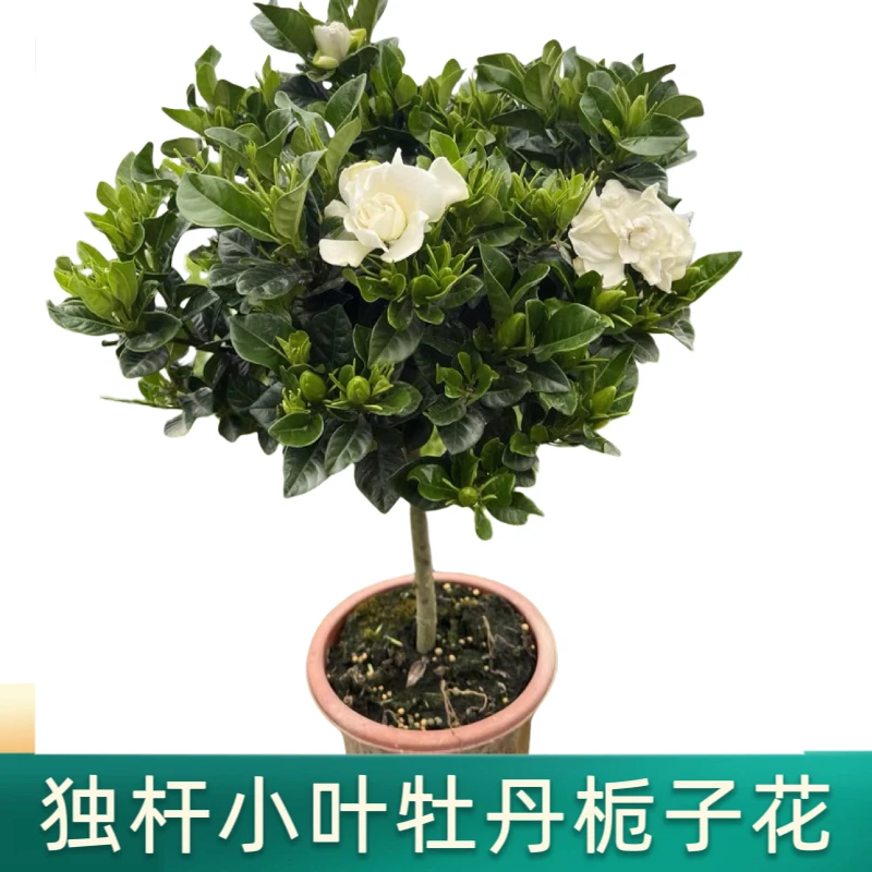 独杆小叶牡丹栀子花盆栽花卉室内棒棒糖浓香客厅大绿植摆件造景