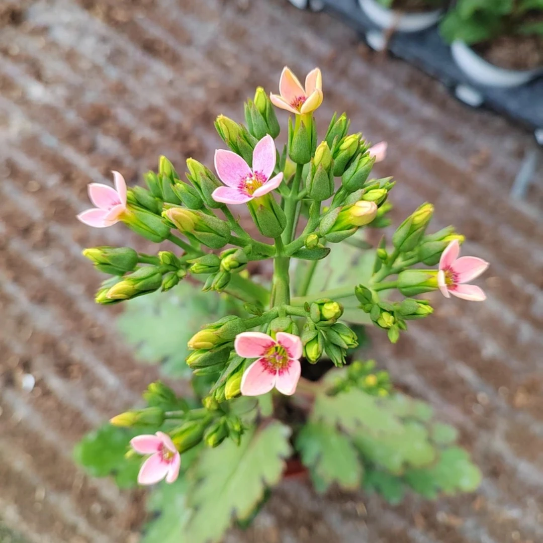 【萌春家】  带盆栽好菲明粉长寿花 一款粉色会甩尾的长寿花