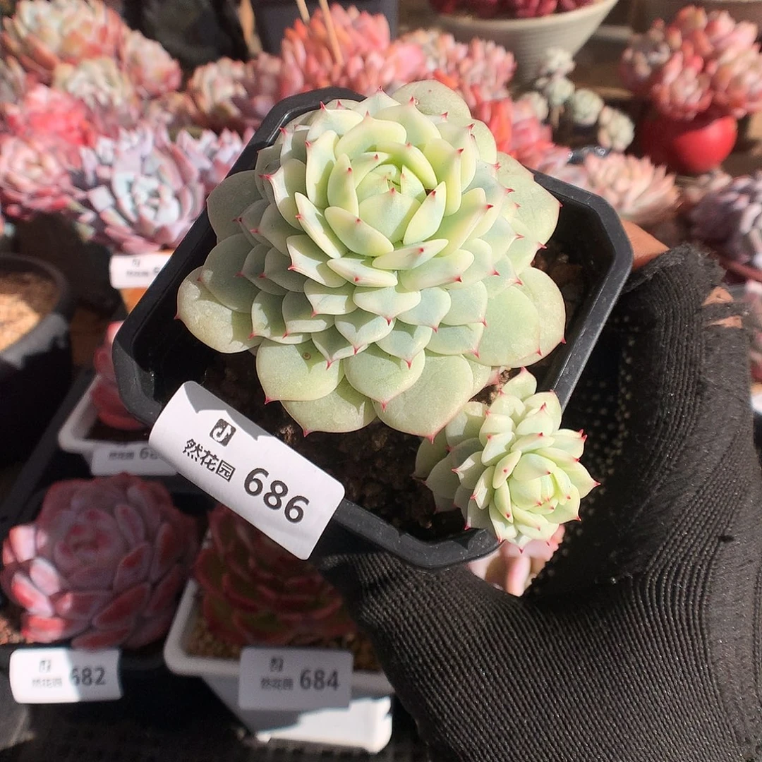 686敬业锦多肉植物66