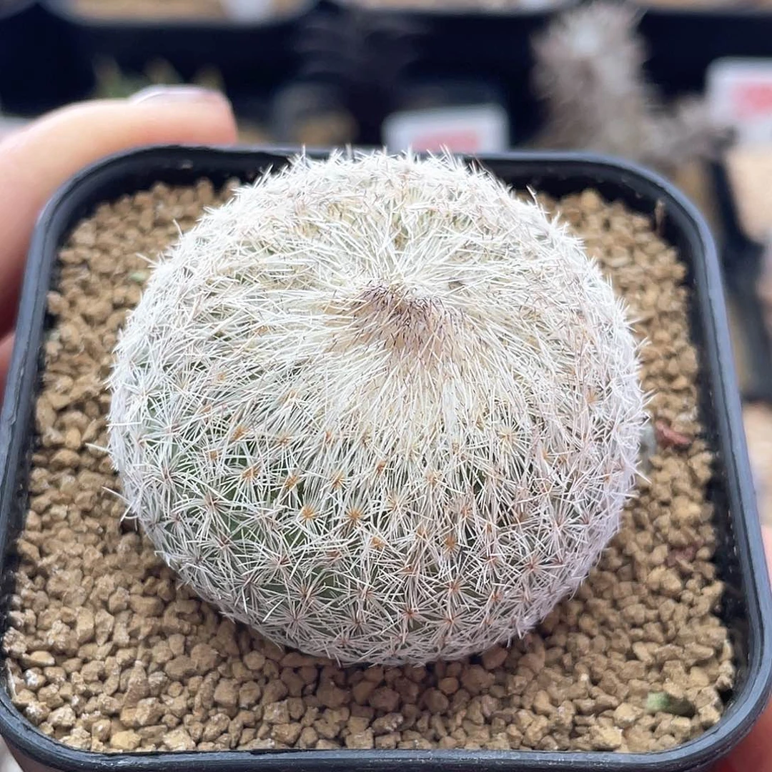 ?*朵专拍天世界仙人球多肉植物