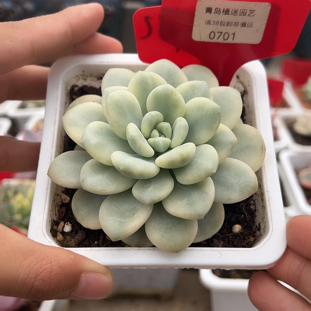 701号白马香水锦多肉