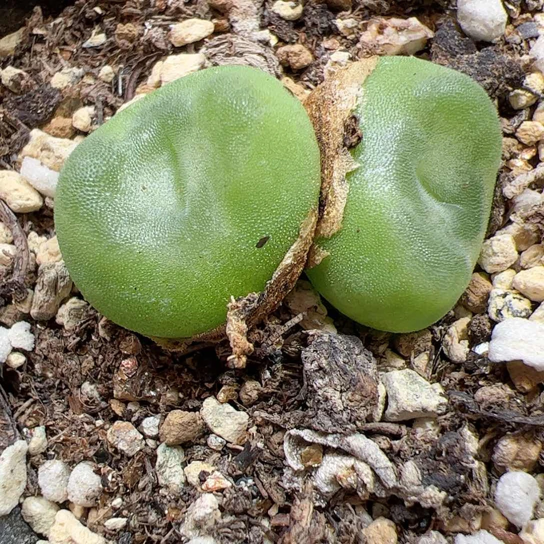 【闪购商品】74 水晶鞋