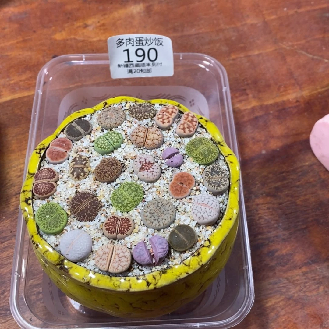猪*。多肉蛋炒饭，感谢您相伴190