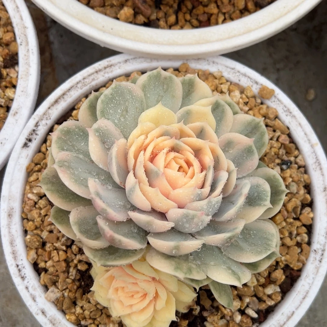 昂斯娜锦阿松多肉