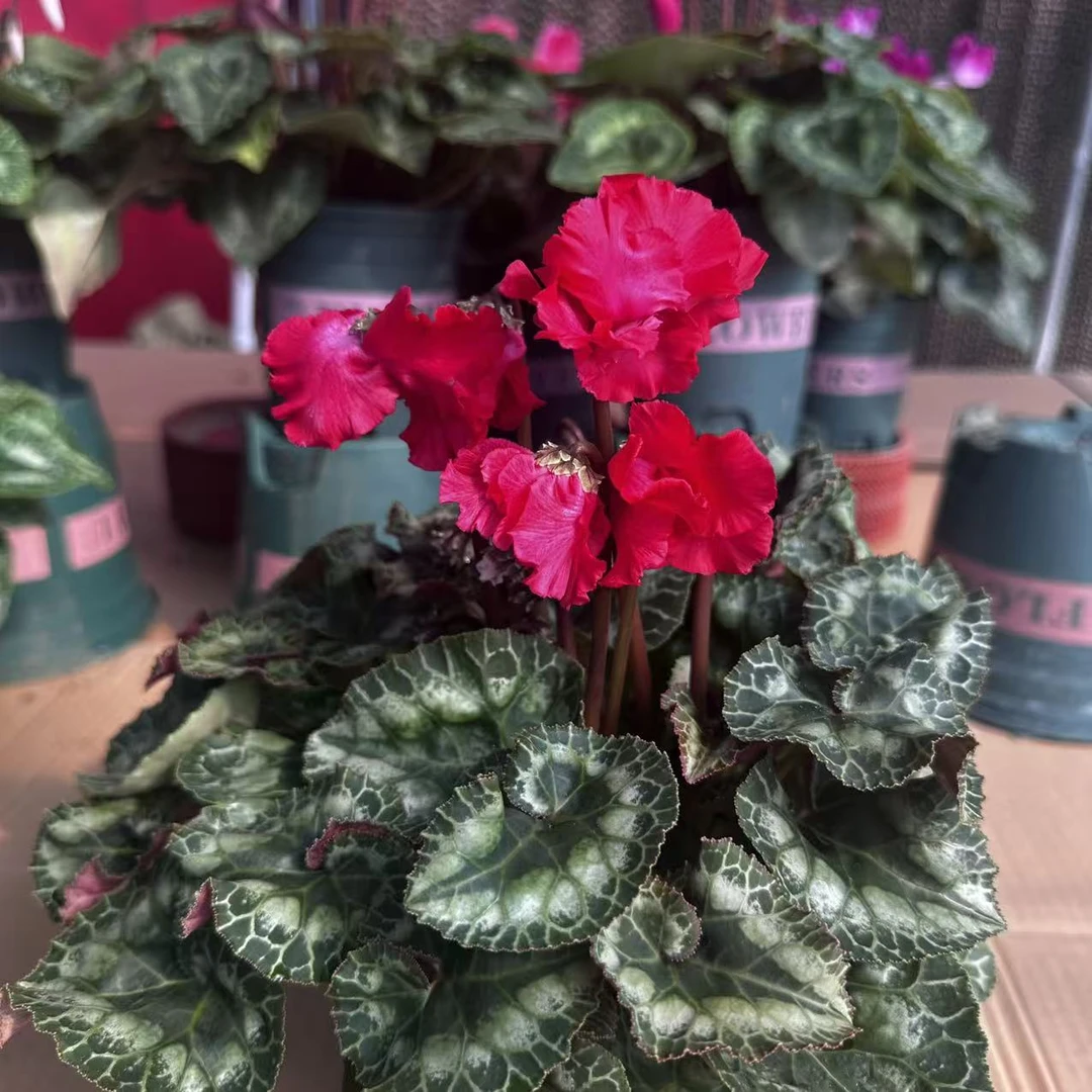 （妖精红）一代优质仙客来原盆原土带花带花苞发货室内好养植物