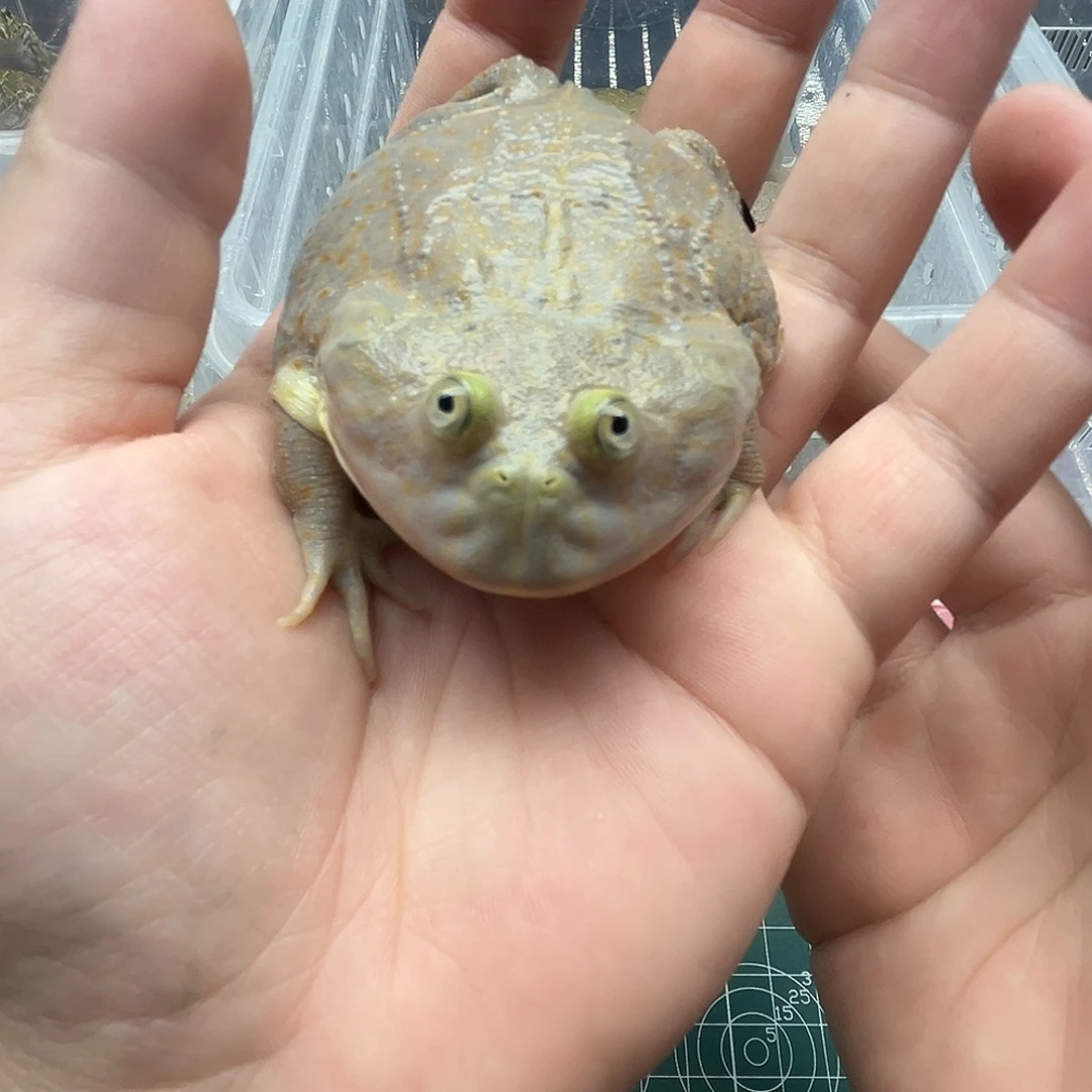 宣***康角蛙8厘米小丑蛙闪拍