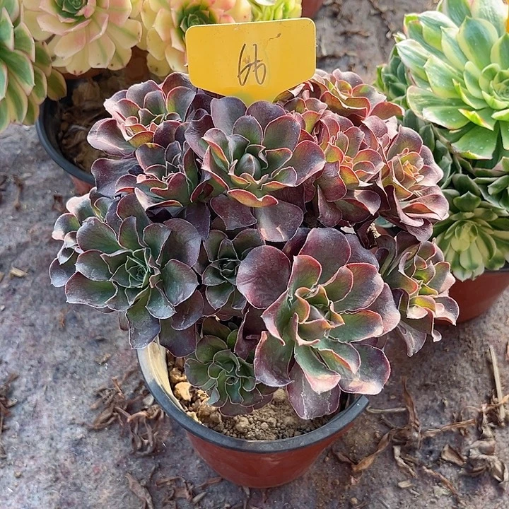 66一颗媚金玫瑰法师