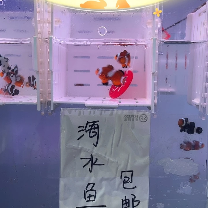 海水鱼瑕疵创岗公子