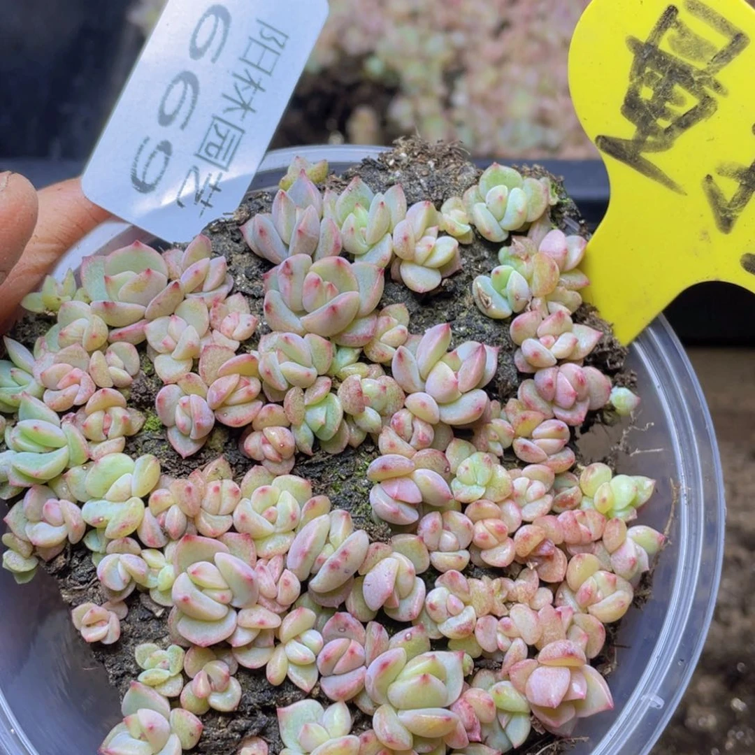 量拍多肉植物多肉植物669