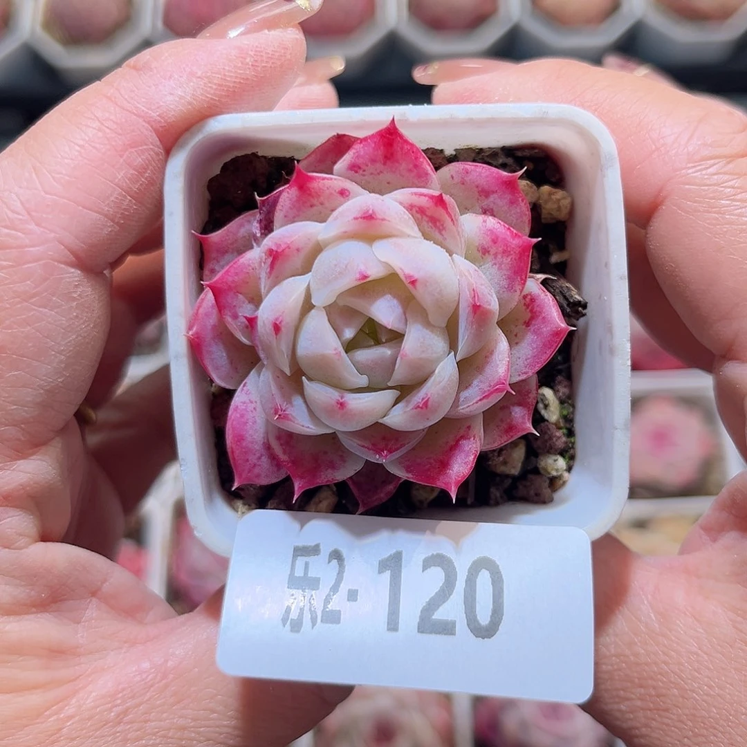 乐2-120美瞳单头