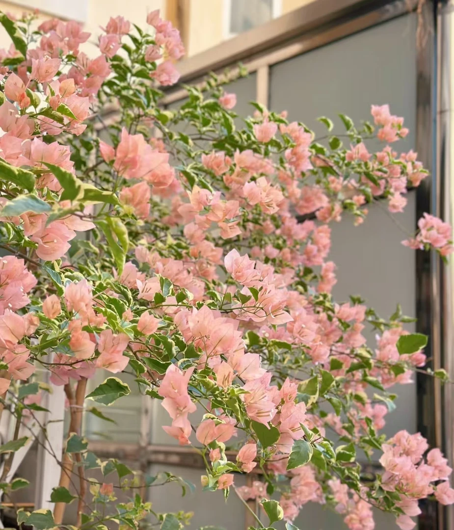 （金边马斯带花）包对版三角梅原生袋苗福建漳州基地发货包品对版