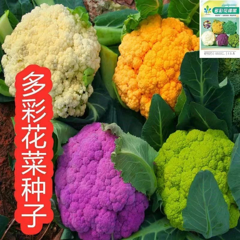 多彩花椰菜种子宝塔菜紫色花菜籽菜花西兰花种子四季蔬菜种子