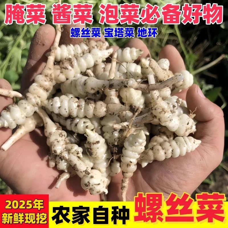 宁夏新鲜现挖螺丝菜 宝塔菜 地环 可腌制泡菜