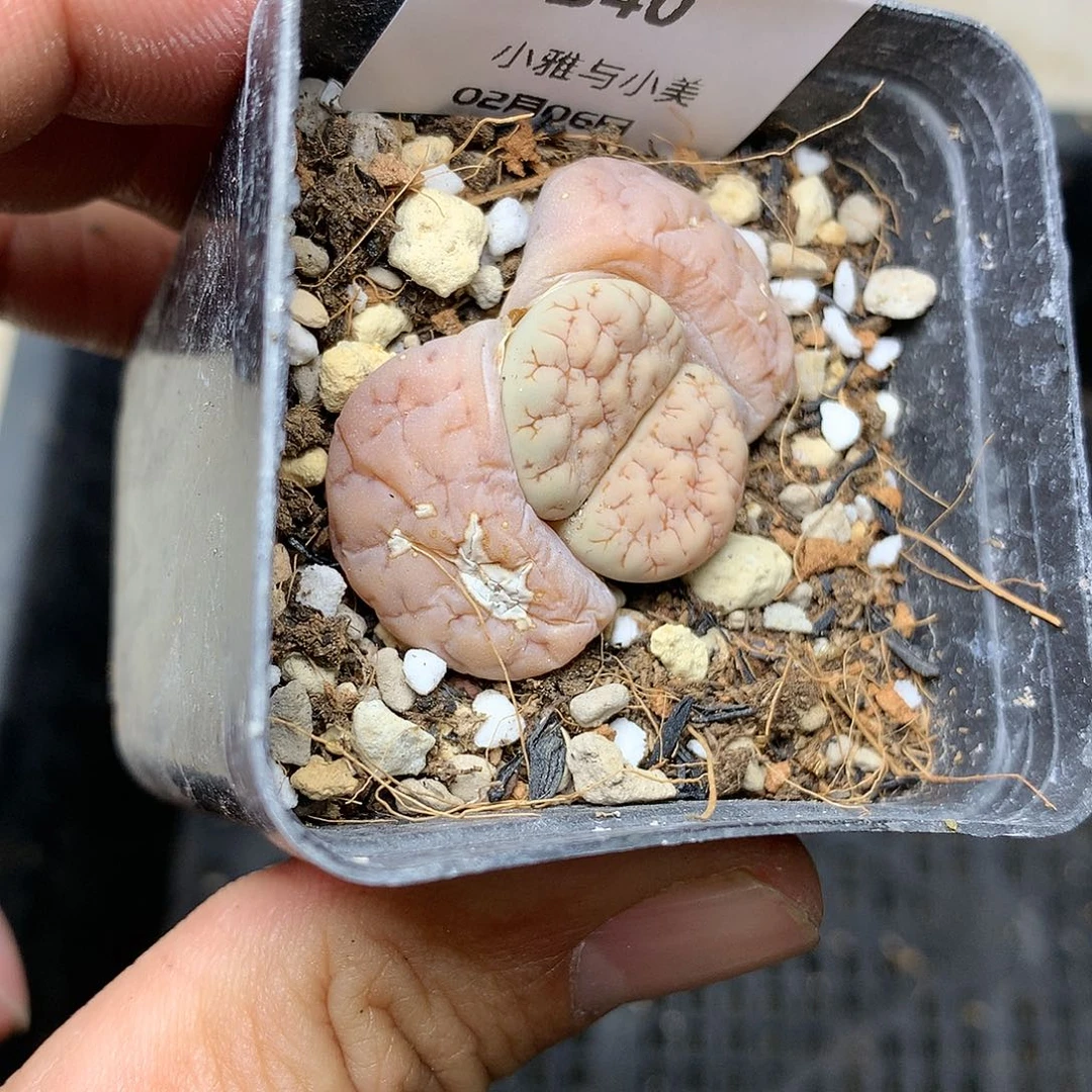 B40多肉植物保护
