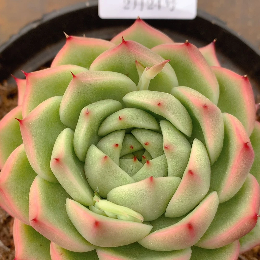 【闪购商品】云1281