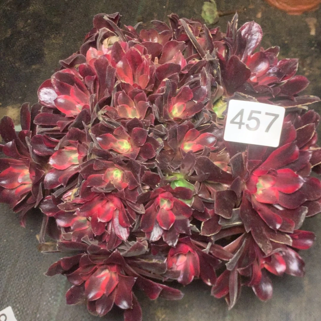 457蒙娜丽沙多肉植物