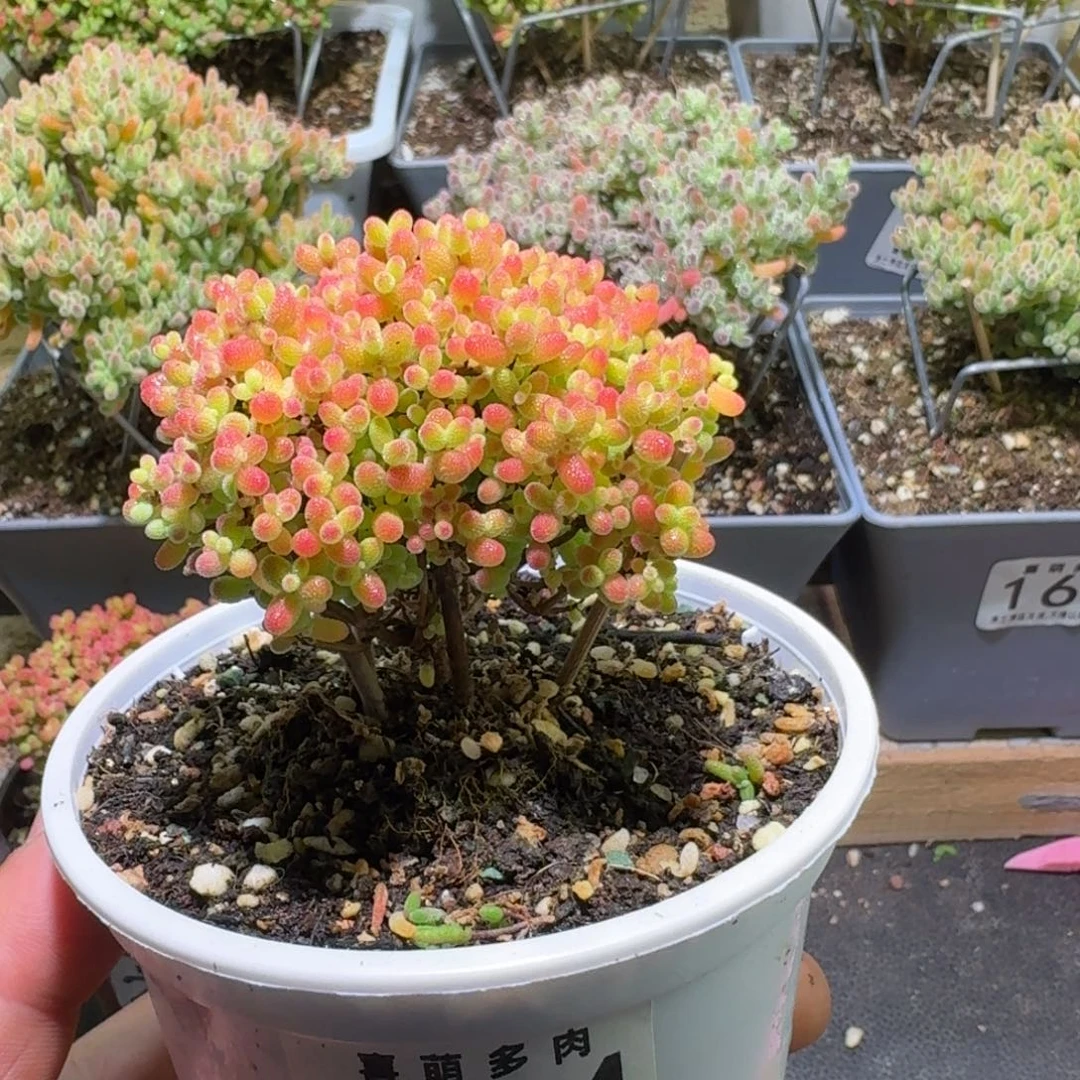 枝干番杏蜜橘糖球244