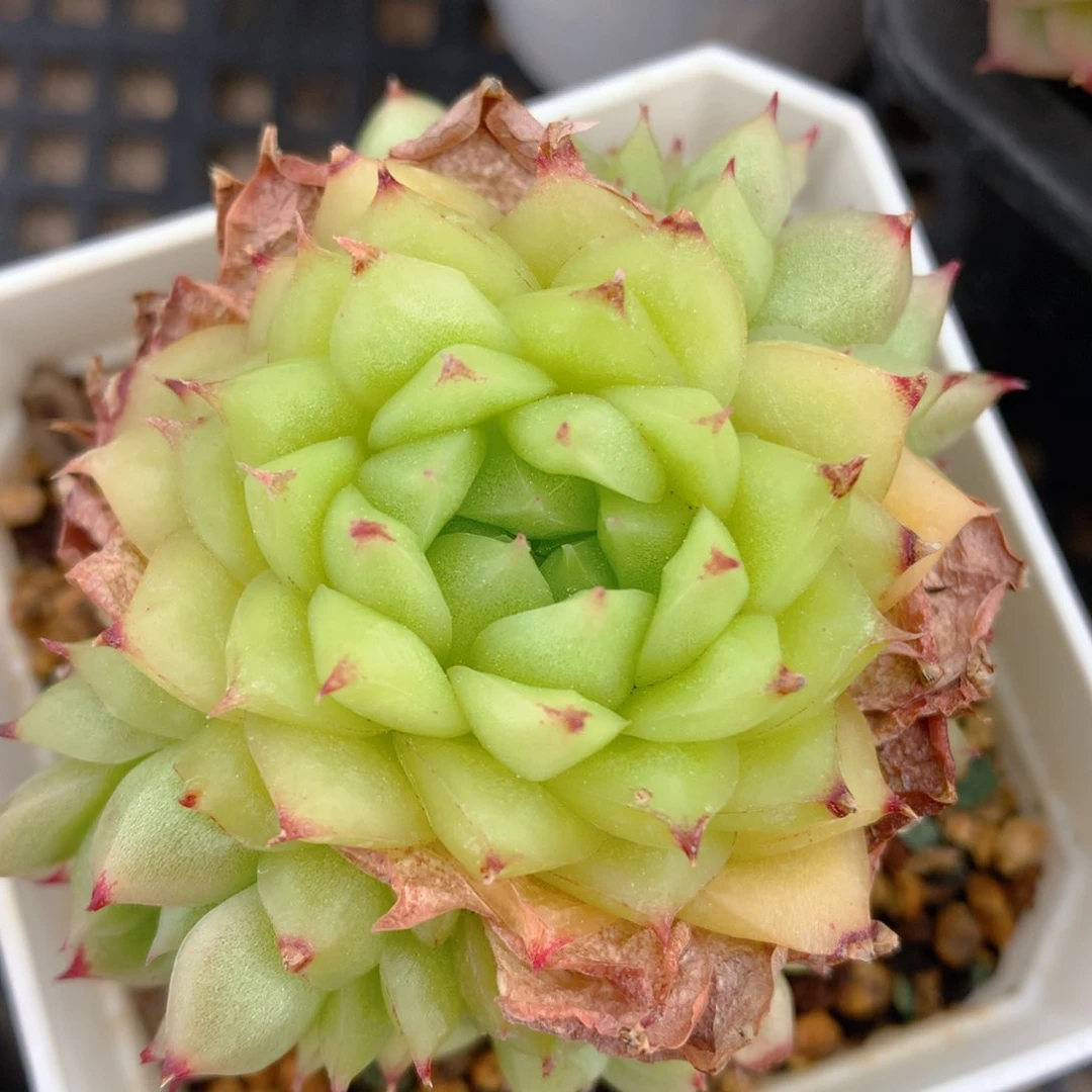 0421-32 麦秆优选