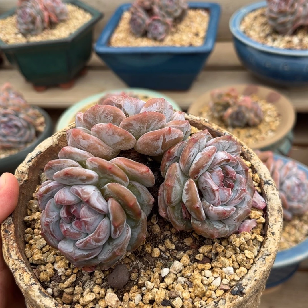3头短肥圆福利哈哈哈